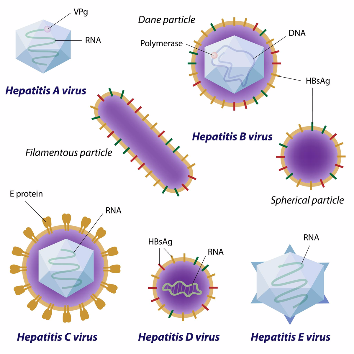 Bạn có biết sự khác nhau giữa các bệnh viêm gan virus A, B, C, D, E? | Vinmec