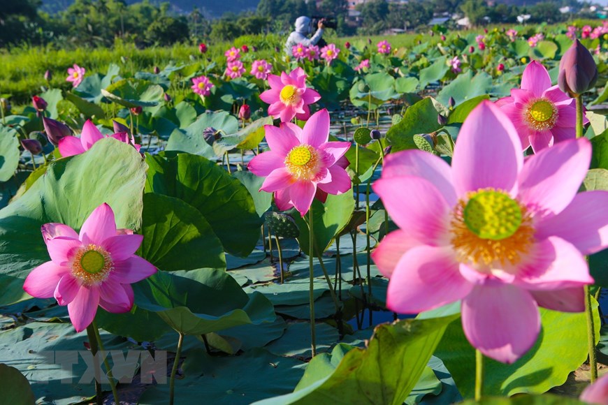 Photo] Đà Nẵng: Hoa sen rực rỡ khoe sắc, tỏa ngát hương thơm | Điểm đến | Vietnam+ (VietnamPlus)
