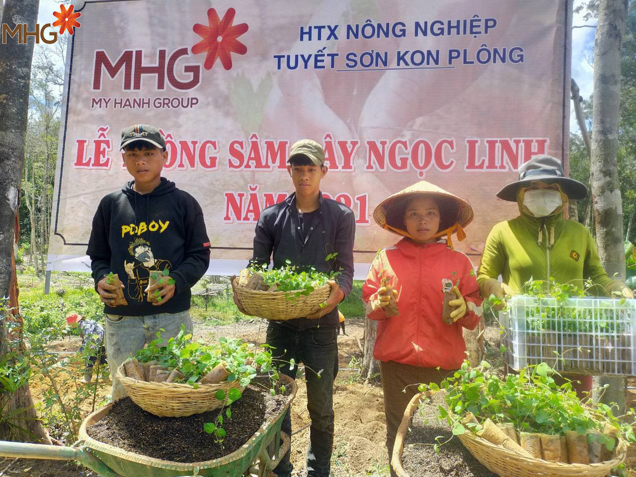Sâm dây Ngọc Linh được trồng tại HTX Tuyết Sơn do MHG đầu tư
