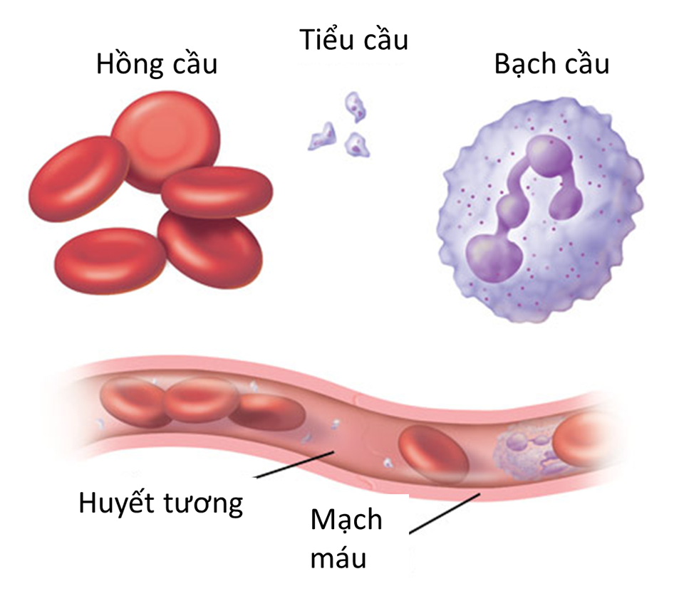 Chức năng của các tế bào máu và huyết tương | Vinmec