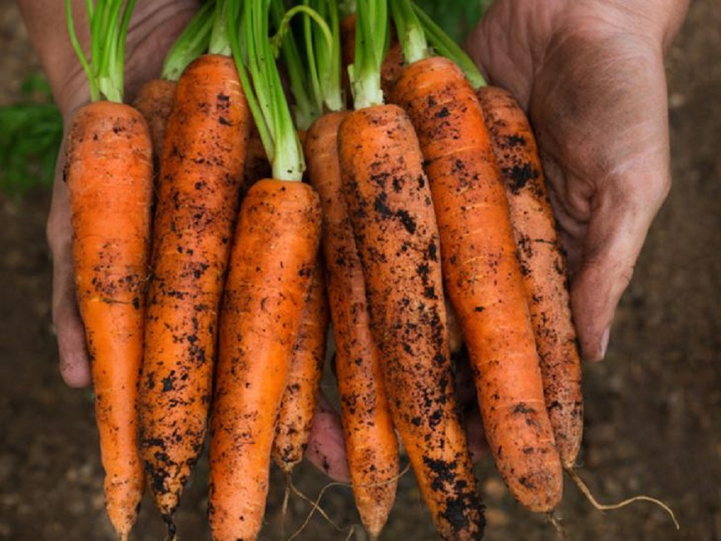 Công dụng của cà rốt với sức khỏe 4