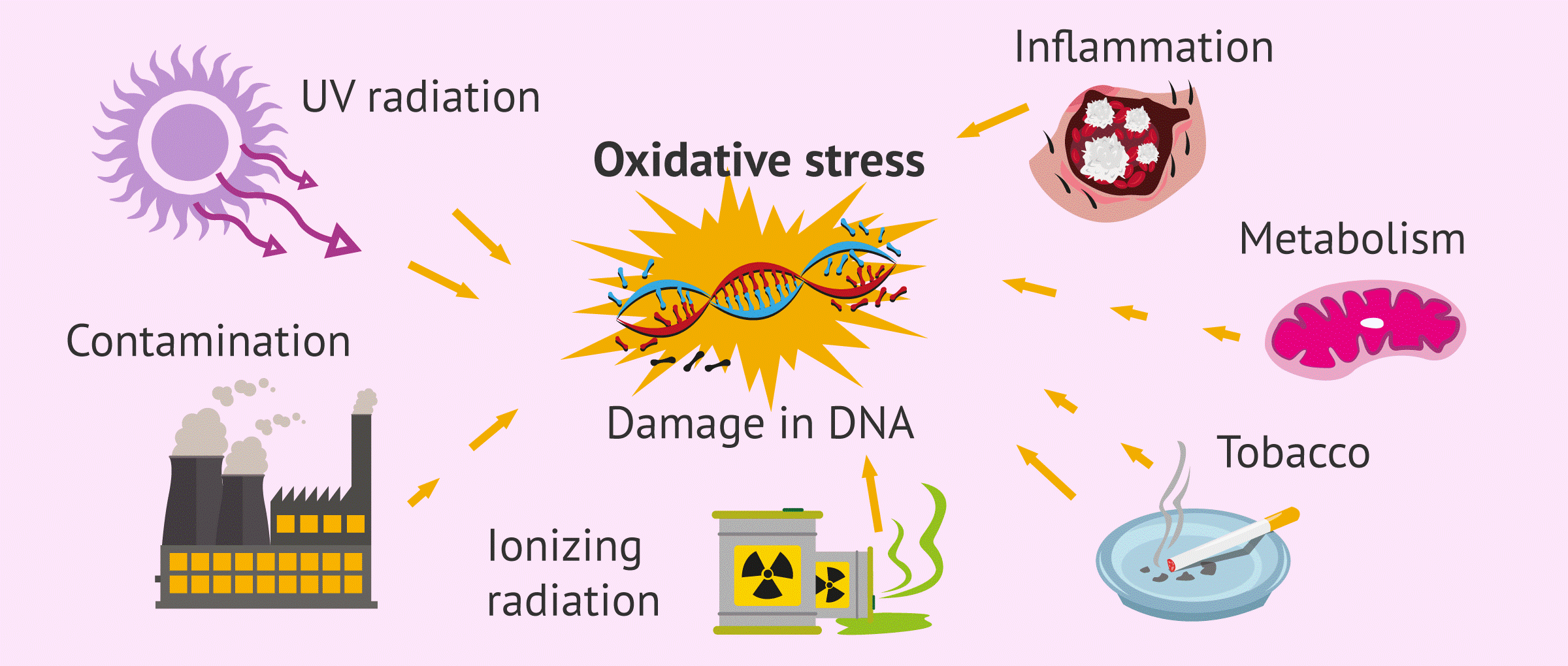 Stress oxy hóa là gì 2