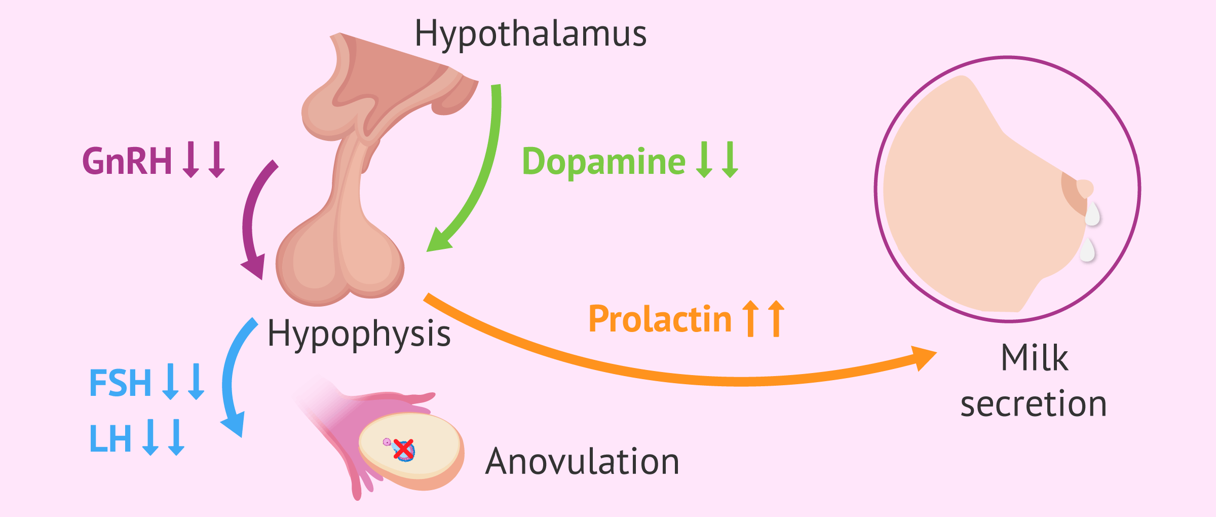 Prolactin là gì 3
