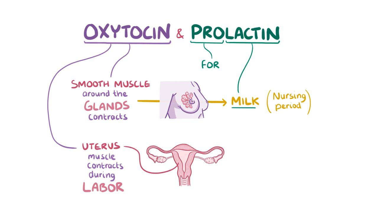 Prolactin là gì 4
