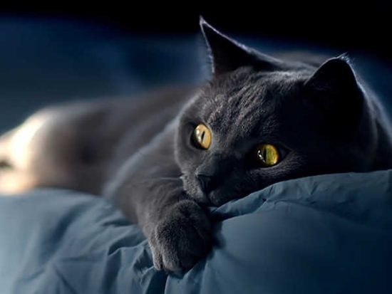 Nuôi mèo đen có tốt không? Có nên nuôi mèo đen trong nhà không? 3