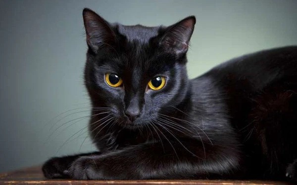 Nuôi mèo đen có tốt không? Có nên nuôi mèo đen trong nhà không? 1